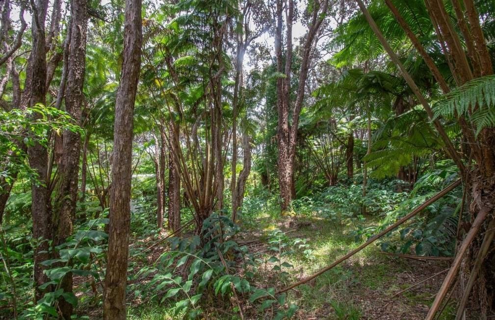 16 Ele Paio Road Volcano, HI 96785 - Photo 3 of 7