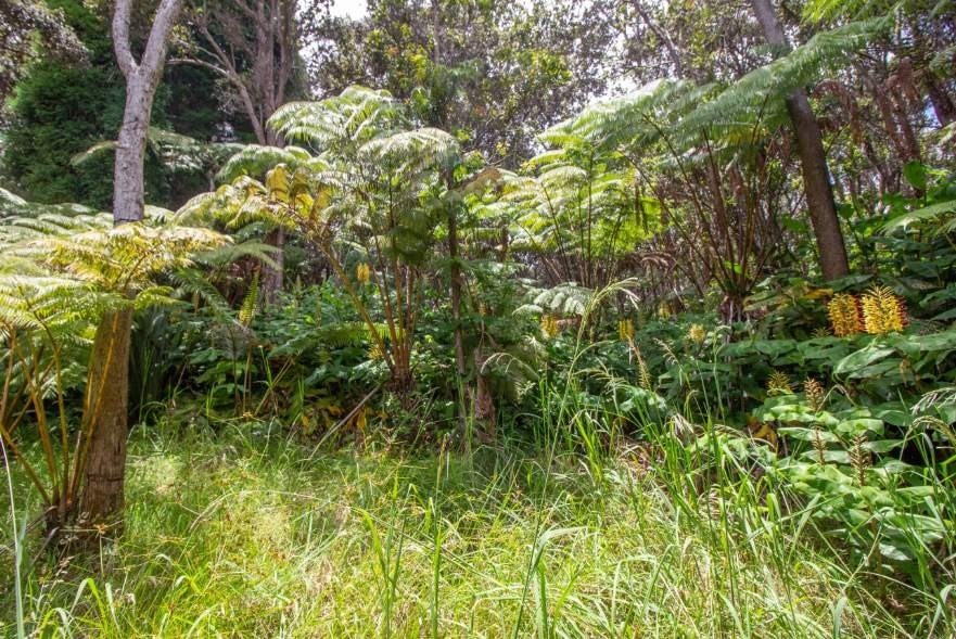 16 Ele Paio Road Volcano, HI 96785 - Photo 4 of 7