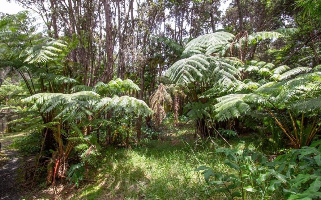 16 Ele Paio Road Volcano, HI 96785 - Photo 5 of 7