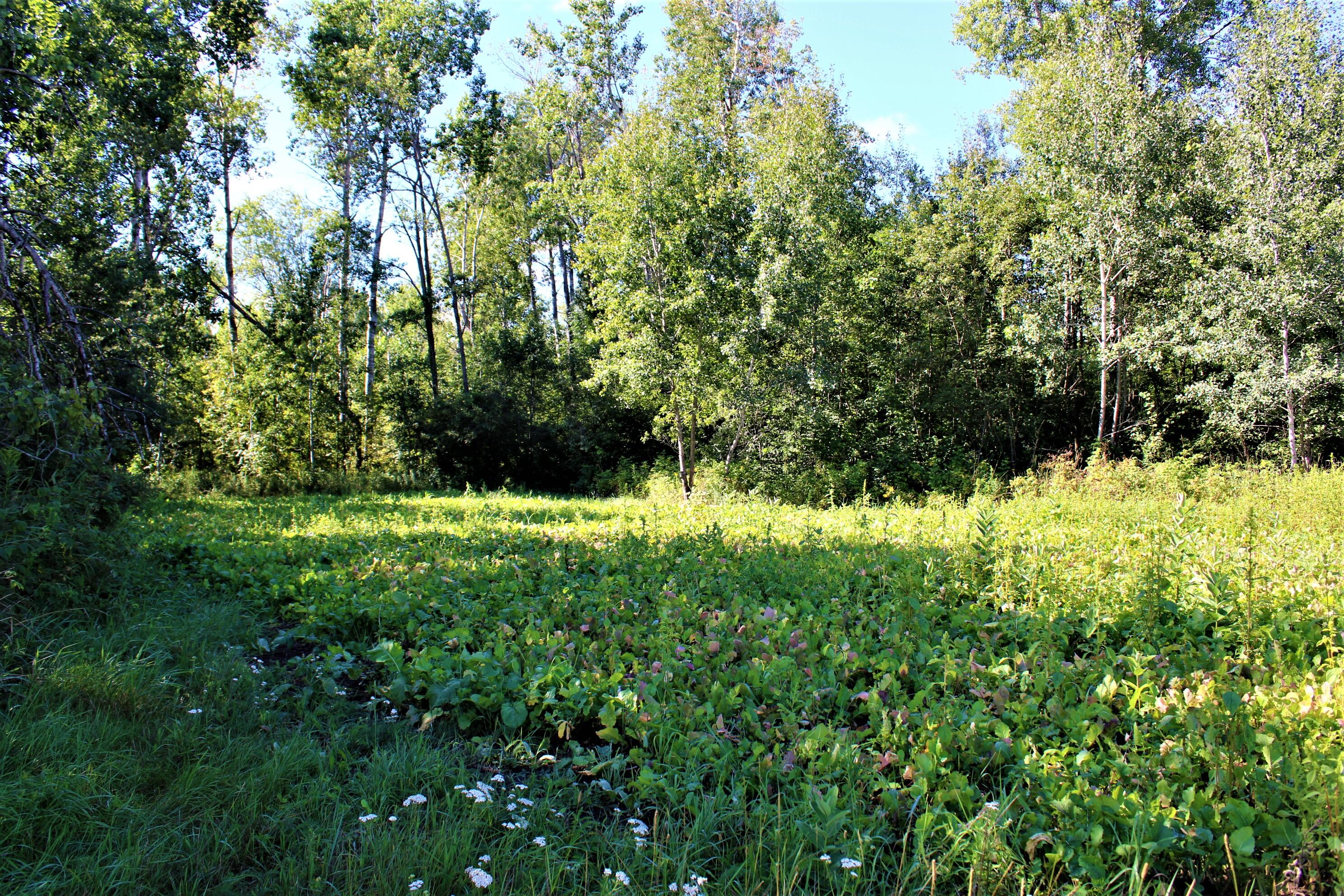 -vl Binder Road Turner, MI 48765 - Photo 1 of 41 Food plot