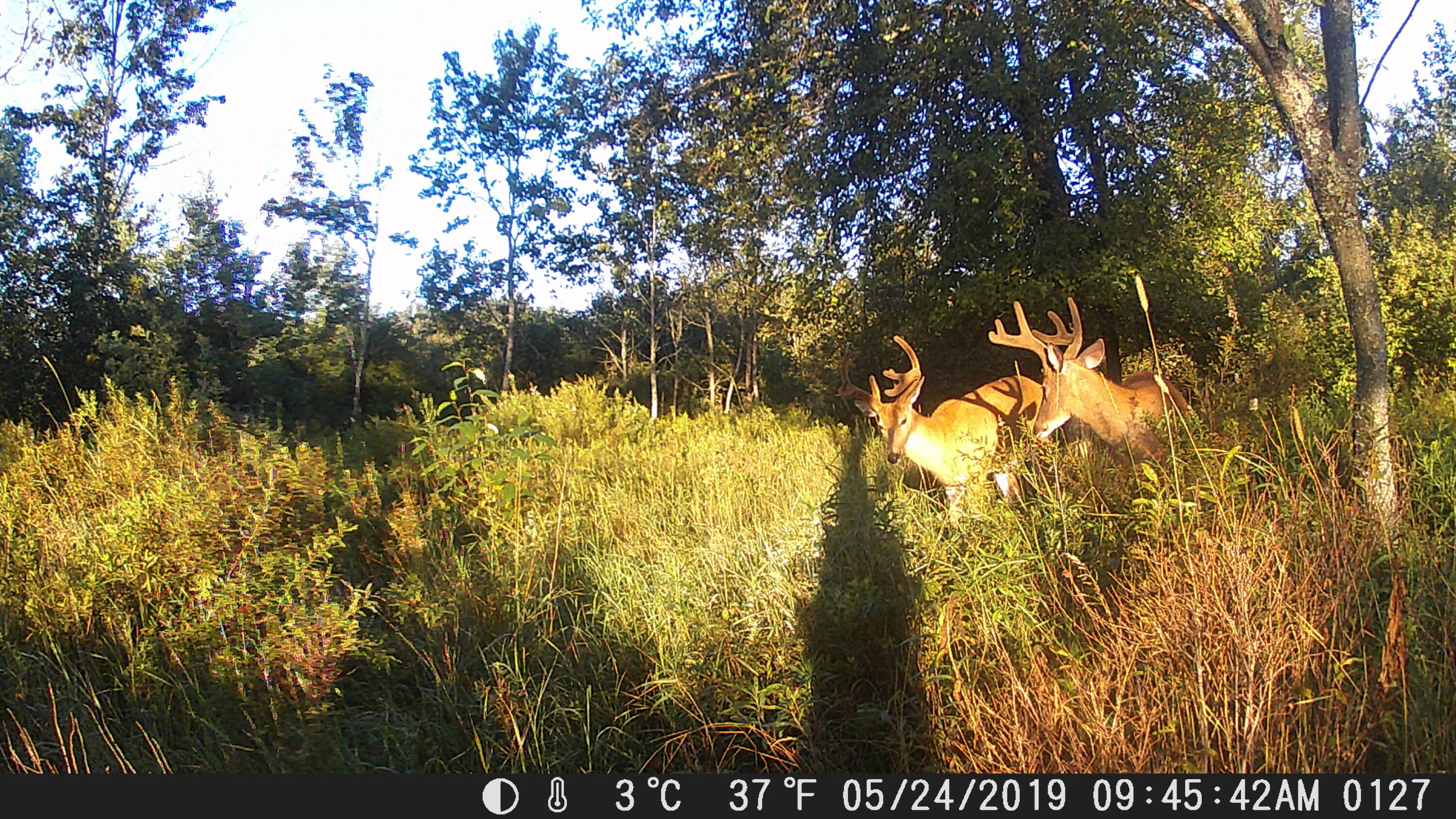 -vl Binder Road Turner, MI 48765 - Photo 35 of 41 DSCF0127