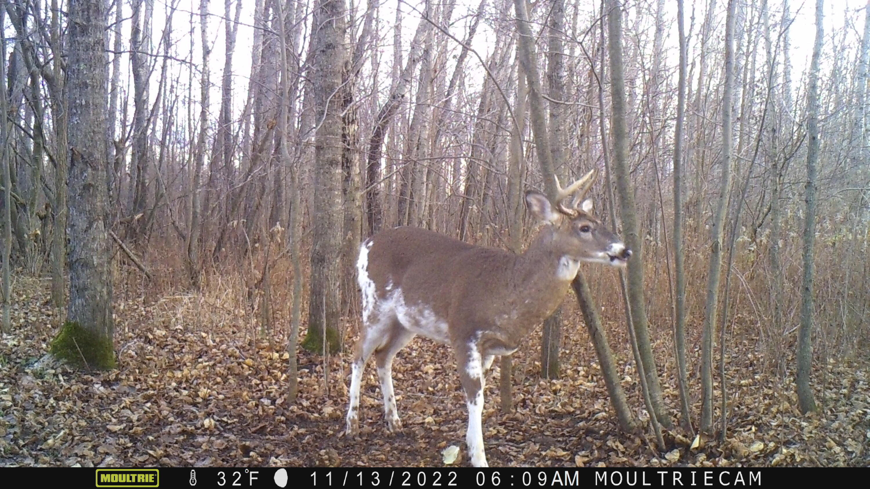 -vl Binder Road Turner, MI 48765 - Photo 37 of 41 MFDC0681