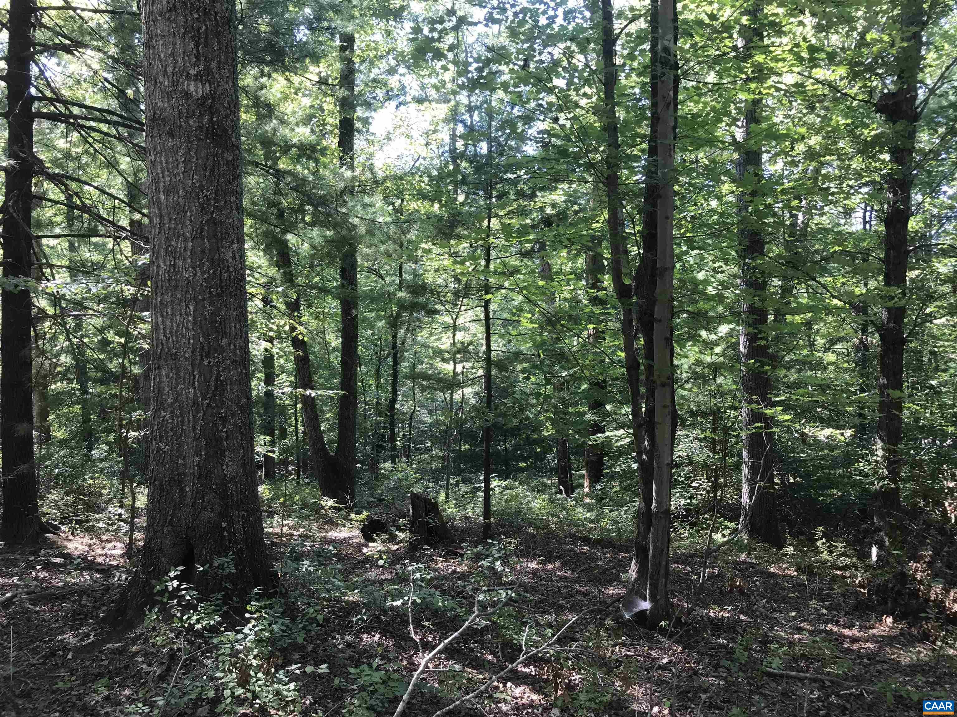 Tbd Free Union Road Charlottesville, VA 22901 - Photo 8 of 12 a view of a forest that has large trees