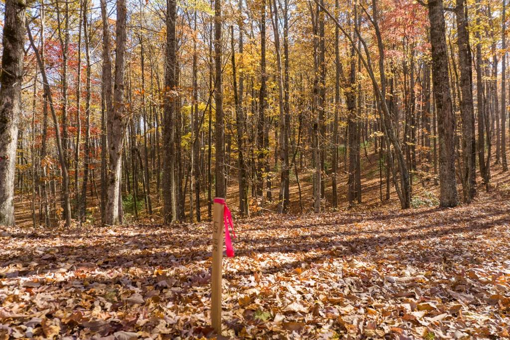 19 R Settlement Trail Ellijay, GA 30536 - Photo 4 of 32