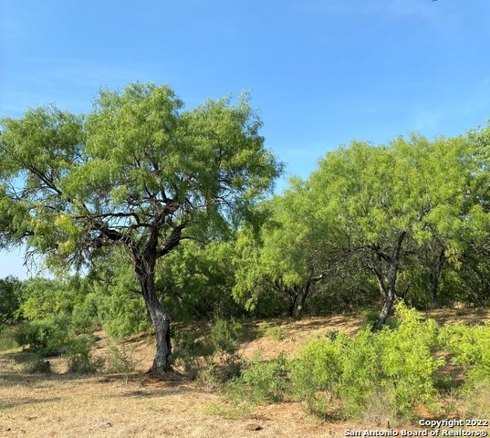 13220 Highway 1604 Loop San Antonio, TX 78263 - Photo 39 of 49 a view of a yard with plants and a large tree