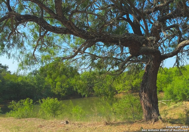 13220 Highway 1604 Loop San Antonio, TX 78263 - Photo 40 of 49 a view of a tree in a yard