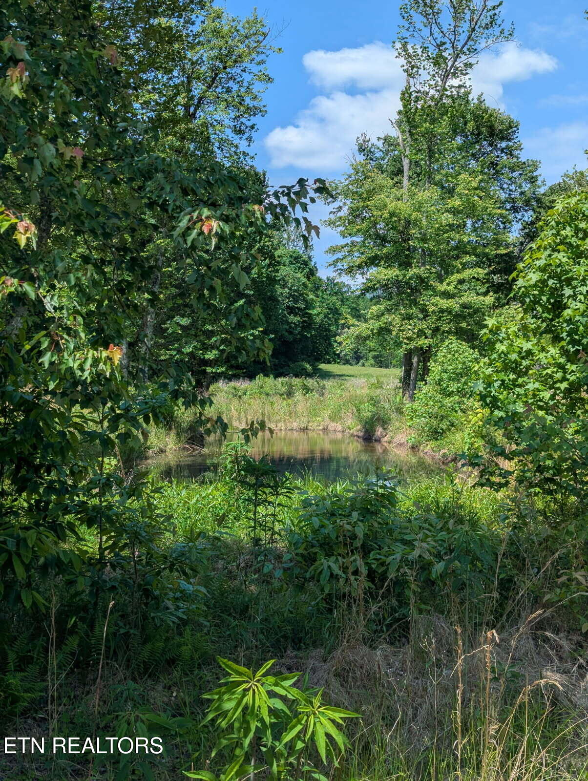 1693 Steve Brown Road Bean Station, TN 37708 - Photo 16 of 36 Steve Brown pond