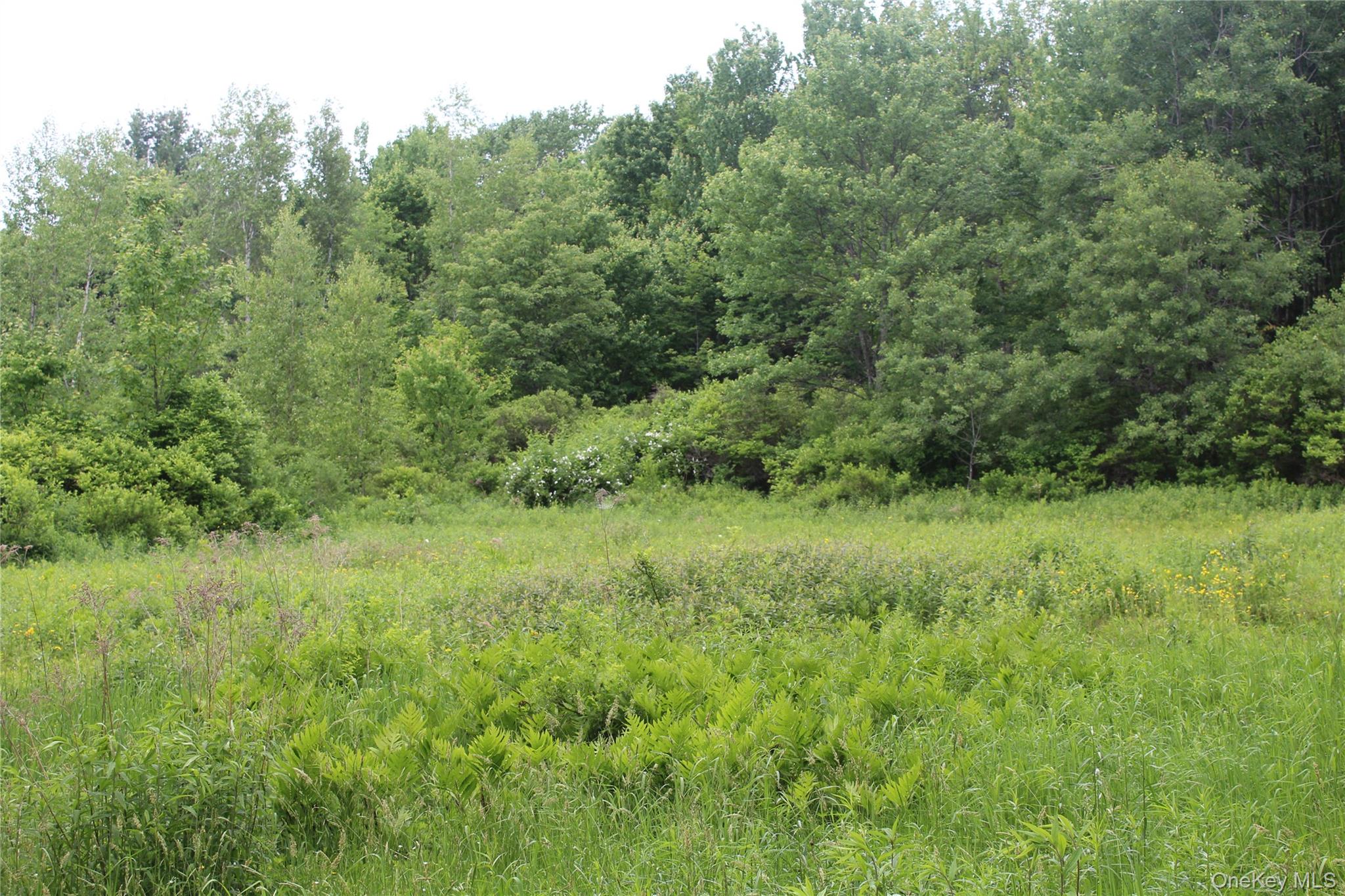 624 County Road Fremont Center, NY 12736 - Photo 30 of 40 Expansive green field featuring varied vegetation and a dense tree line