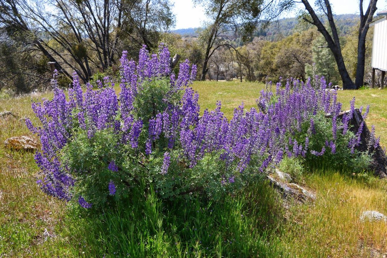 3939 Snow Creek Road Mariposa, CA 95338 - Photo 46 of 66 Gallery Image 46