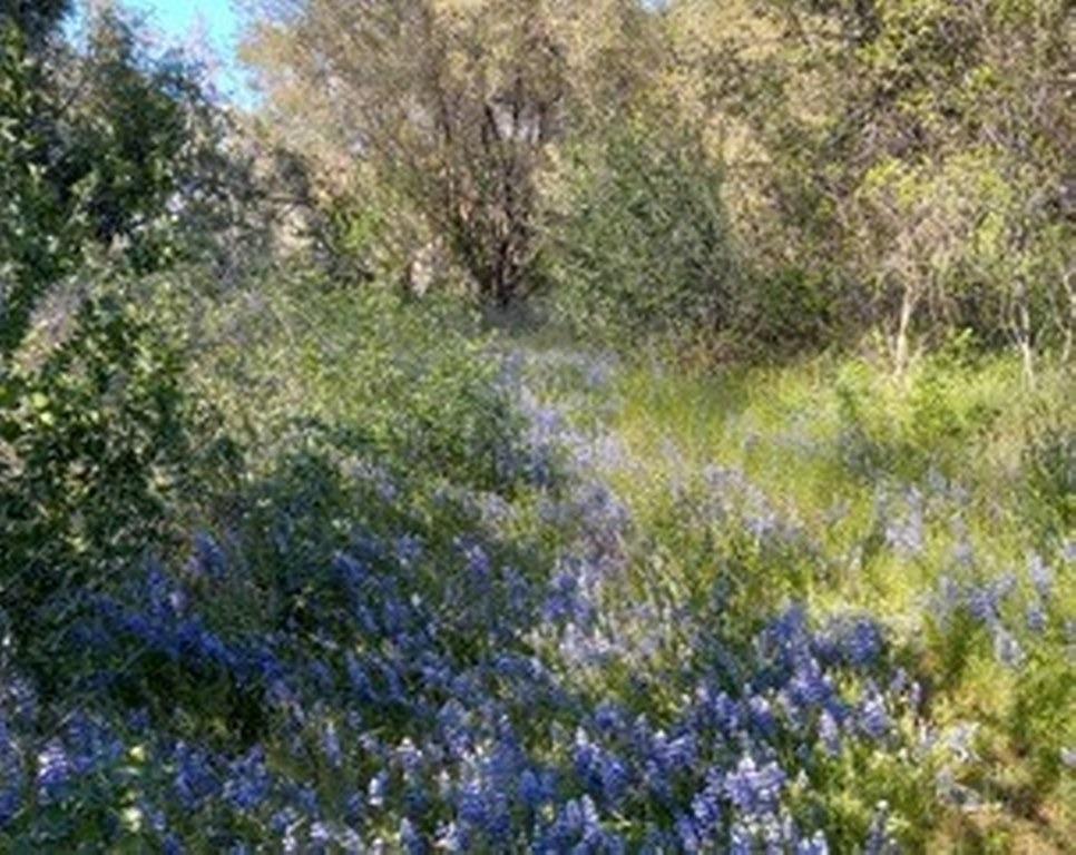 3939 Snow Creek Road Mariposa, CA 95338 - Photo 56 of 66 Gallery Image 56
