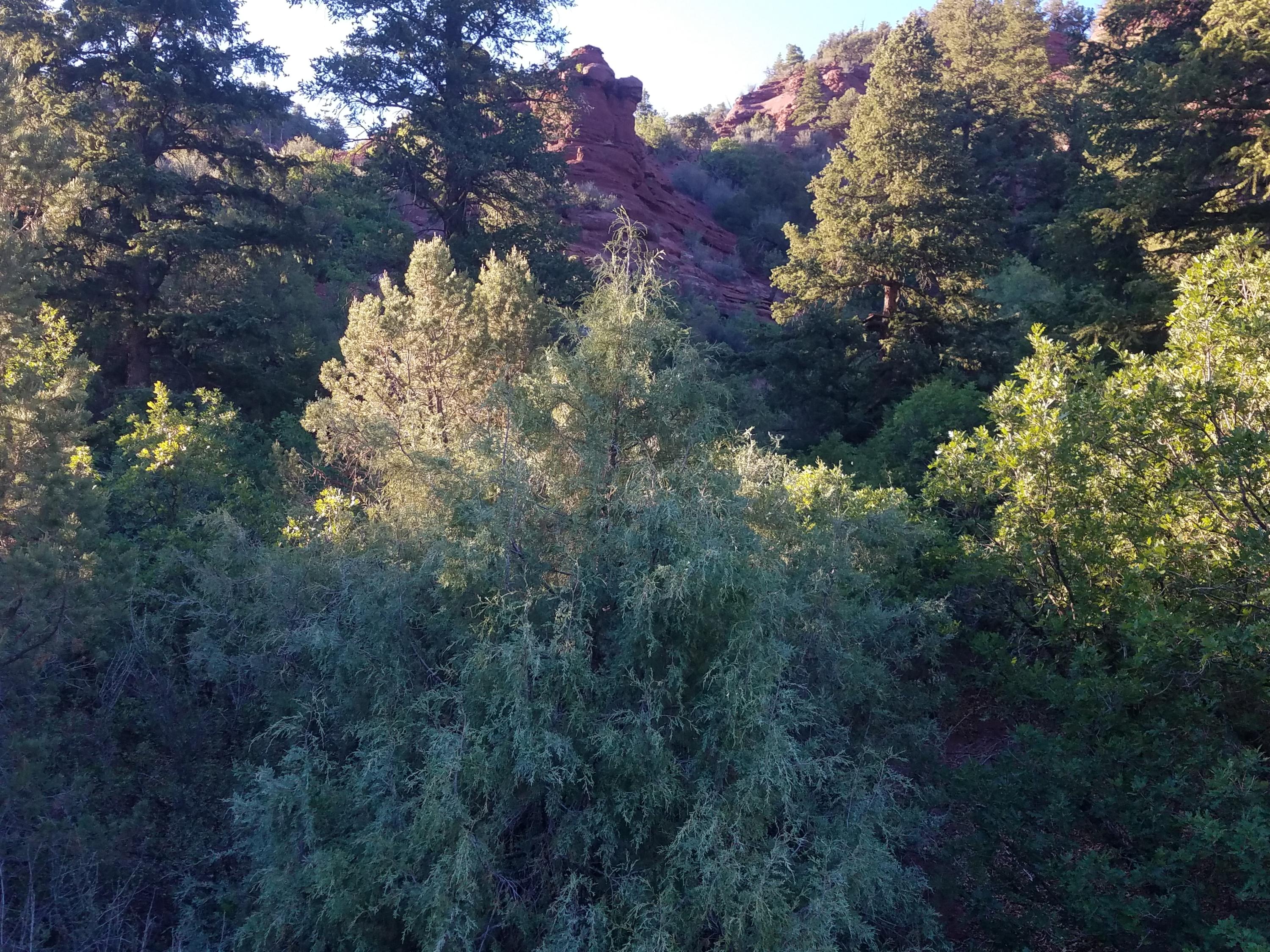 49 Redcliffe Road Placerville, CO 81430 - Photo 20 of 25 view master balcony