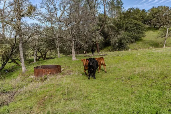 a view of a backyard with plants and lake