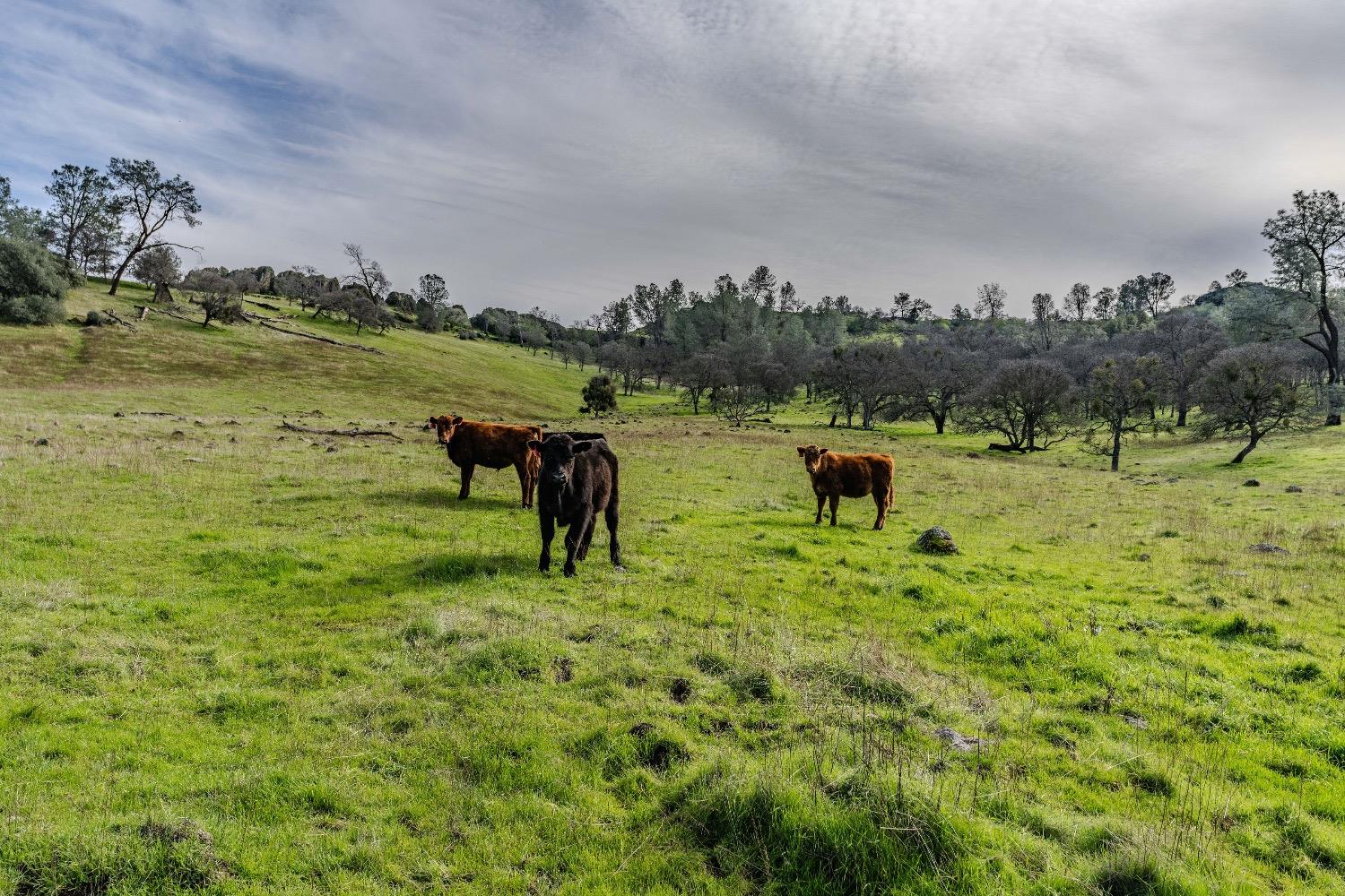 0 Little John Road Copperopolis, CA 95228 - Photo 25 of 47