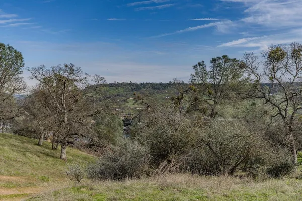 a view of a field with a tree