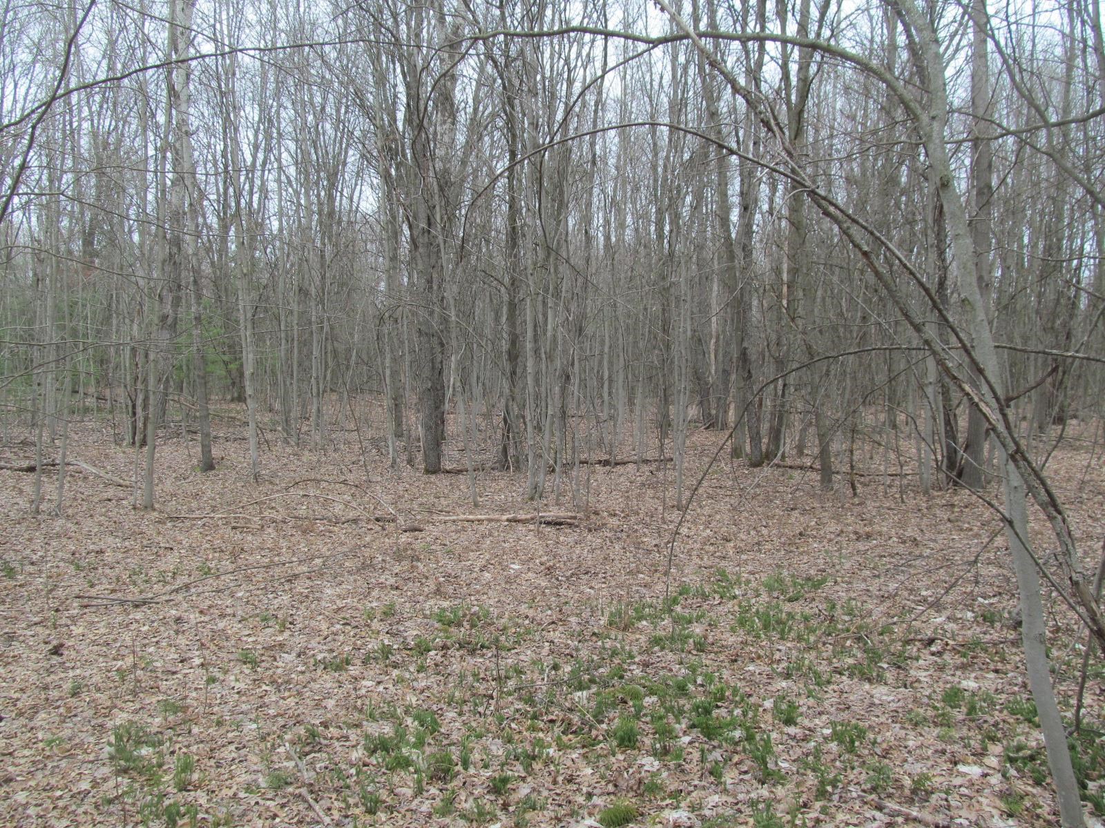 Lot 24 River Wood Road, Unit RIVER WOODS ESTATES #2 LO Lake City, MI 49651 - Photo 6 of 6