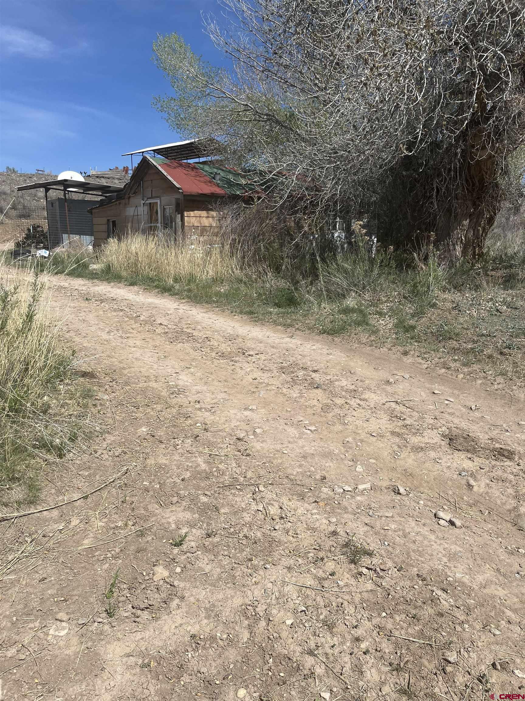 a view of a large trees with a yard