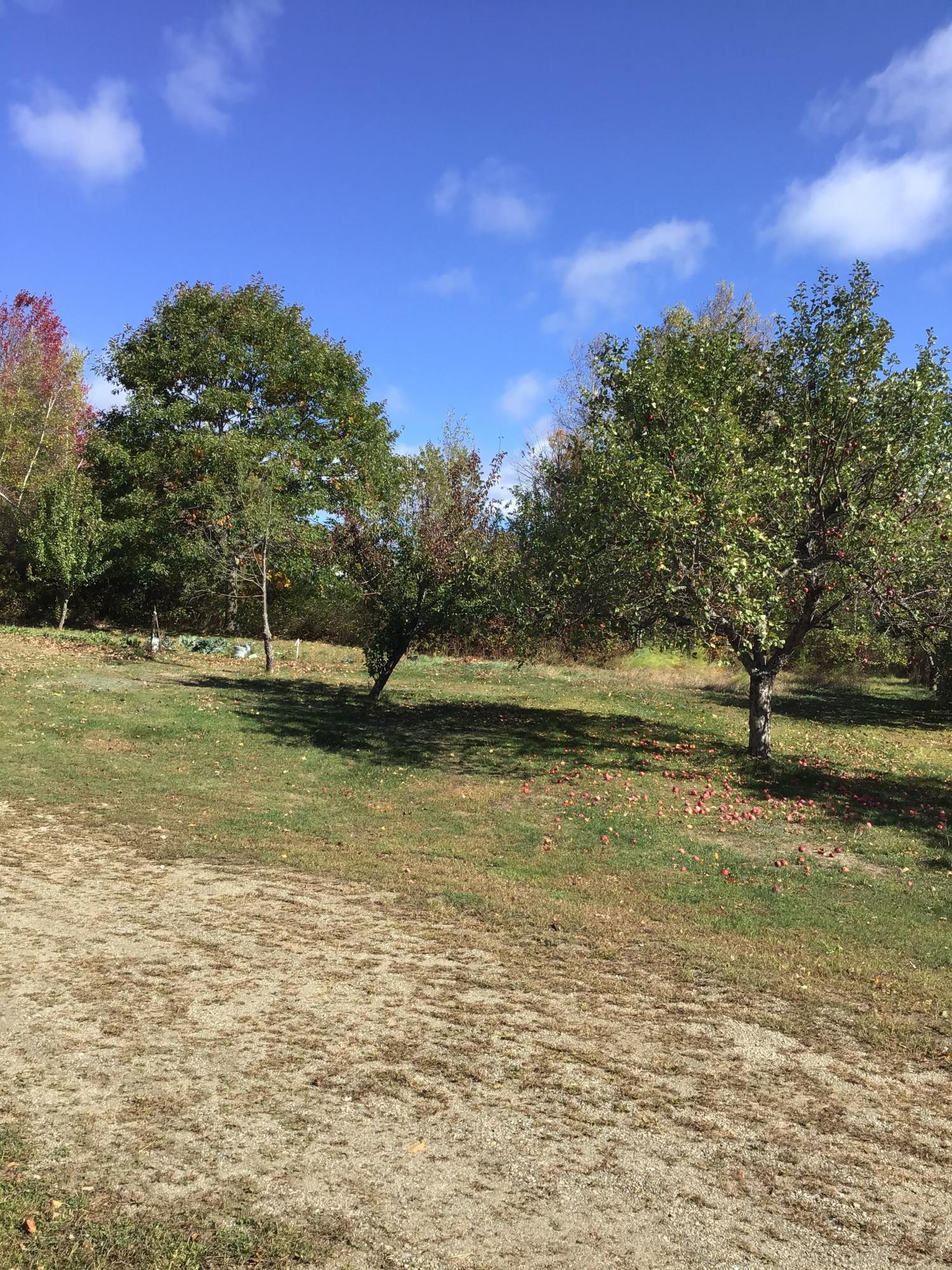 274 Bishop Road Troy, ME 04987 - Photo 26 of 27 Fruit Trees