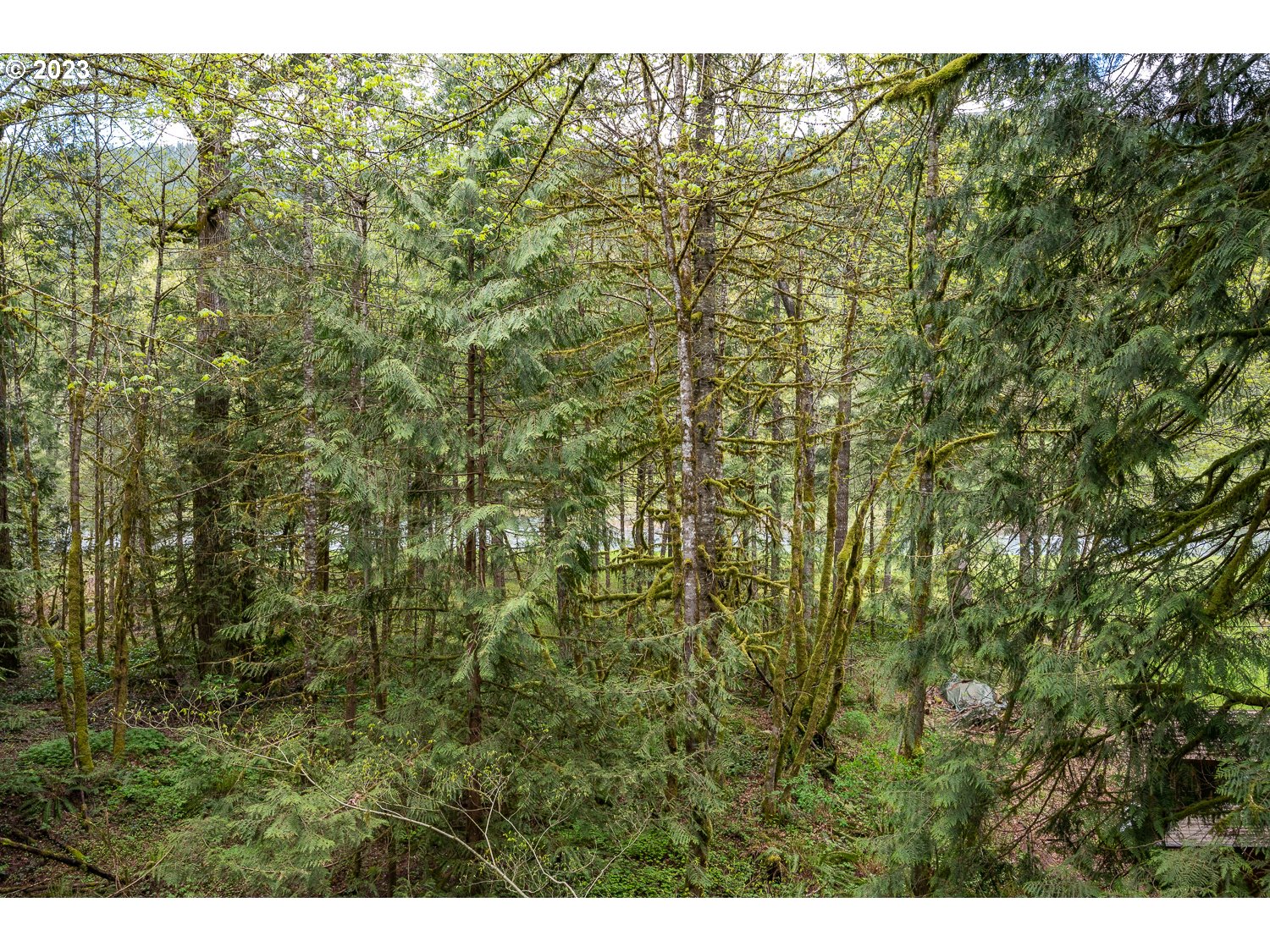 59191 Southeast Chalet Place Sandy, OR 97055 - Photo 3 of 25 a view of a yard
