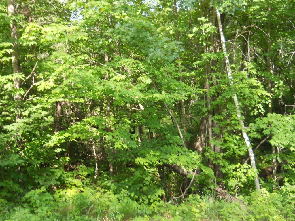 Lot 10 Racoon Lane Breezy Point, MN 56472 - Photo 1 of 1 Gallery Image 1