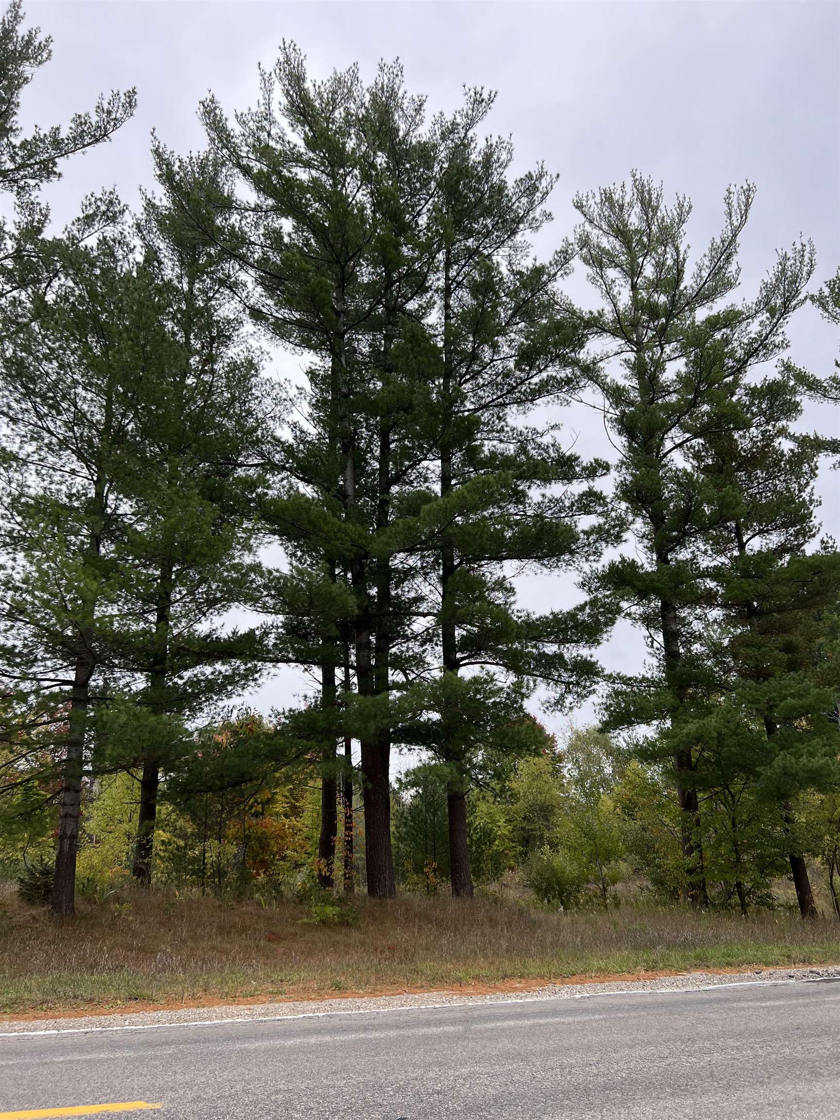 0 Bass Lake Road Traverse City, MI 49685 - Photo 11 of 11 1916755-10.JPG