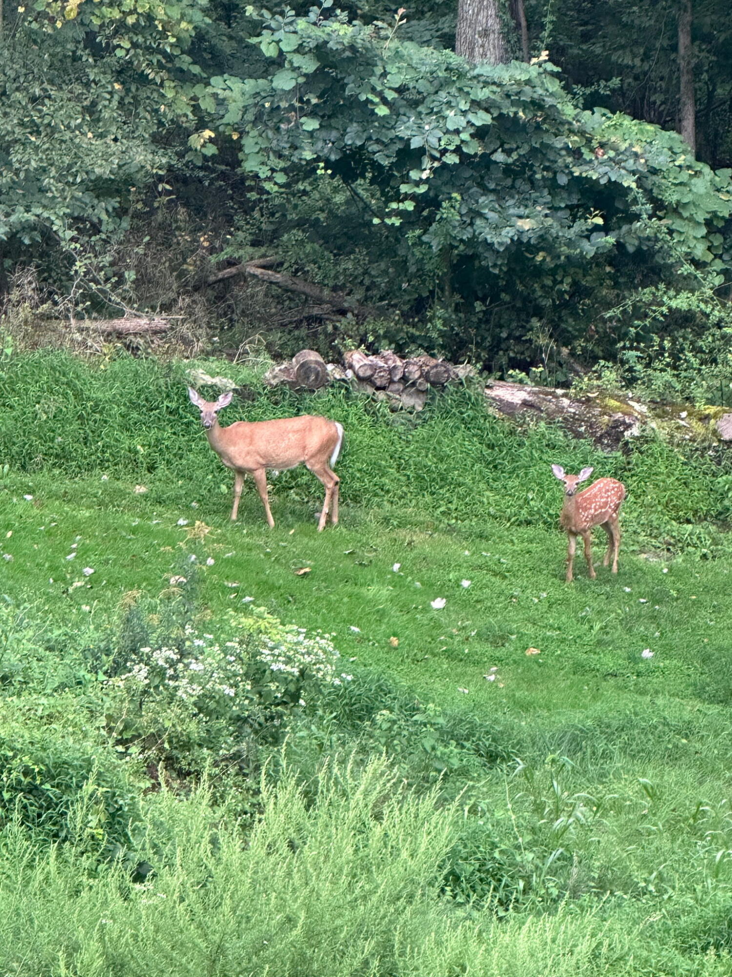 507 Shadowbrook Drive Tunkhannock, PA 18657 - Photo 54 of 57 a backyard of a house with table and chairs