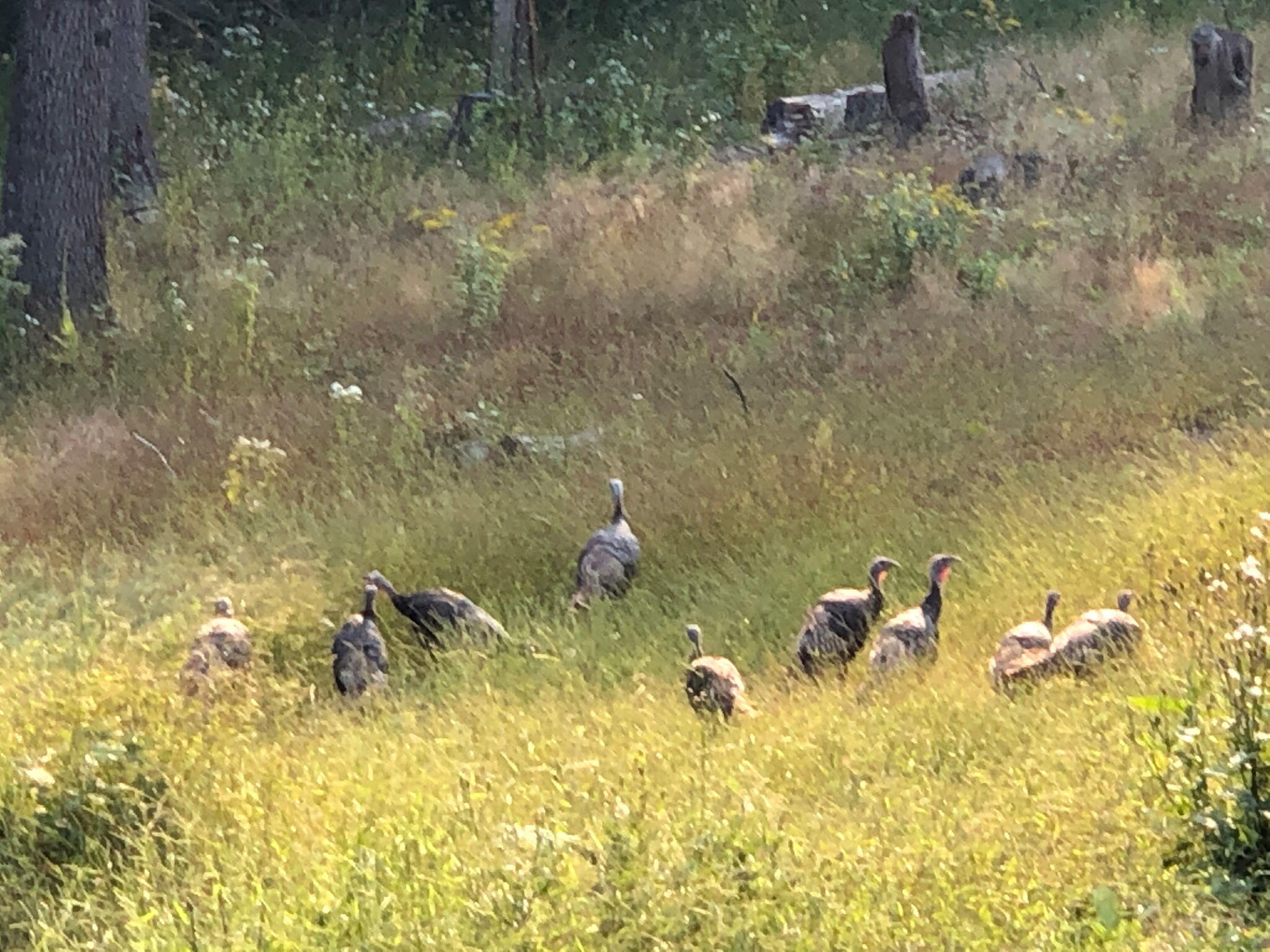 507 Shadowbrook Drive Tunkhannock, PA 18657 - Photo 55 of 57 a view of a lake in a forest