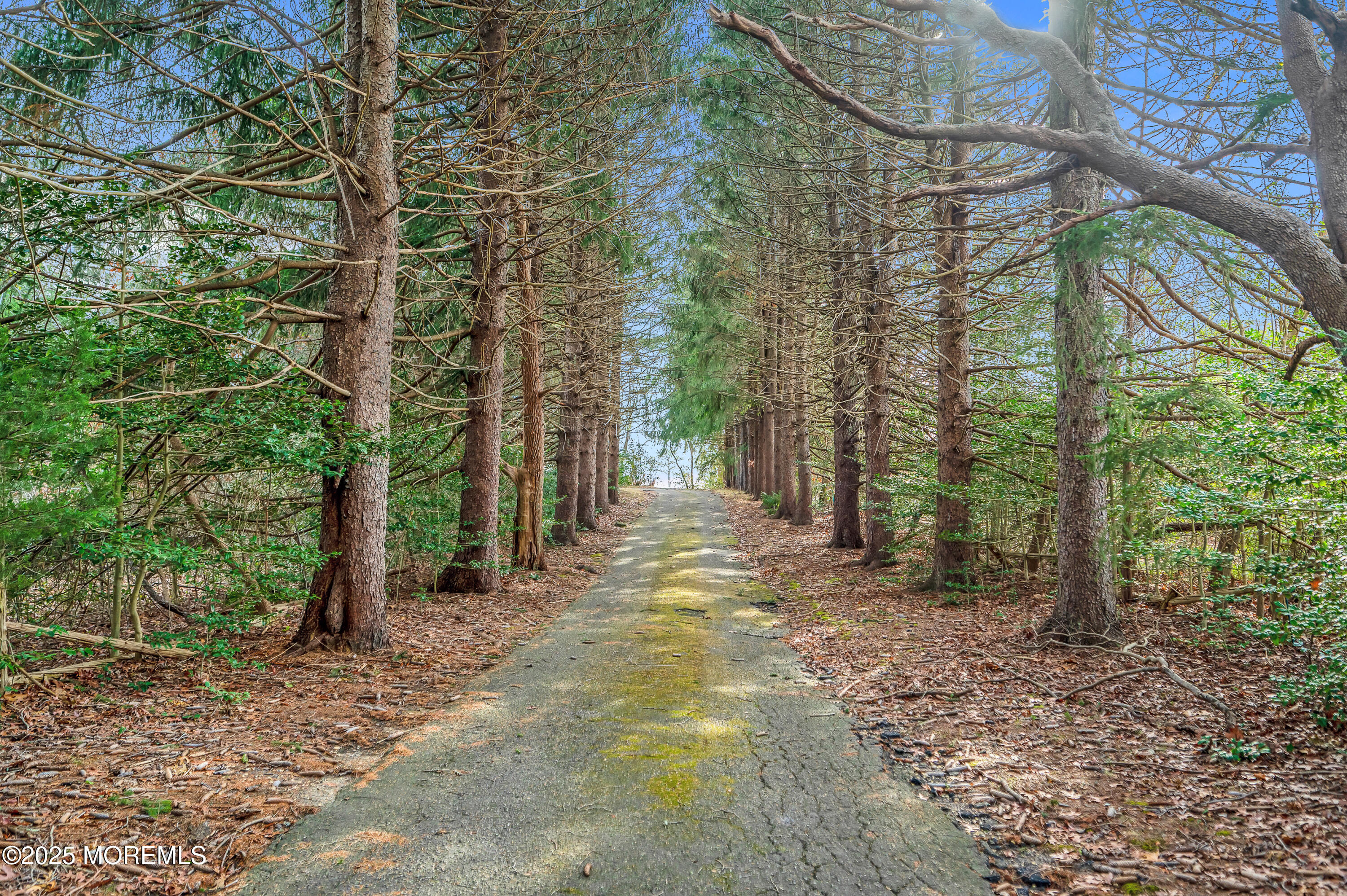 920 Ridge Road Brick, NJ 08724 - Photo 2 of 36 a view of a forest with trees