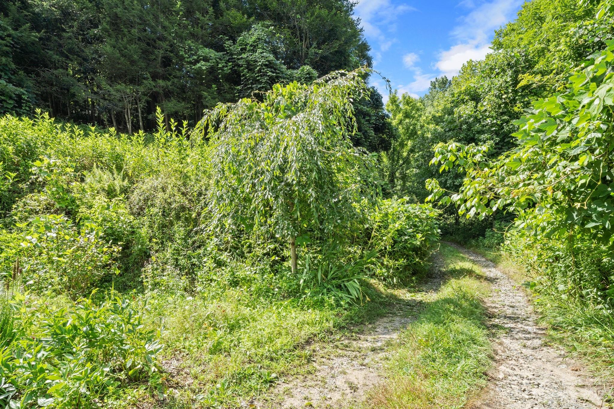 0 Stackhouse Road Marshall, NC 28753 - Photo 11 of 26 Gallery Image 11