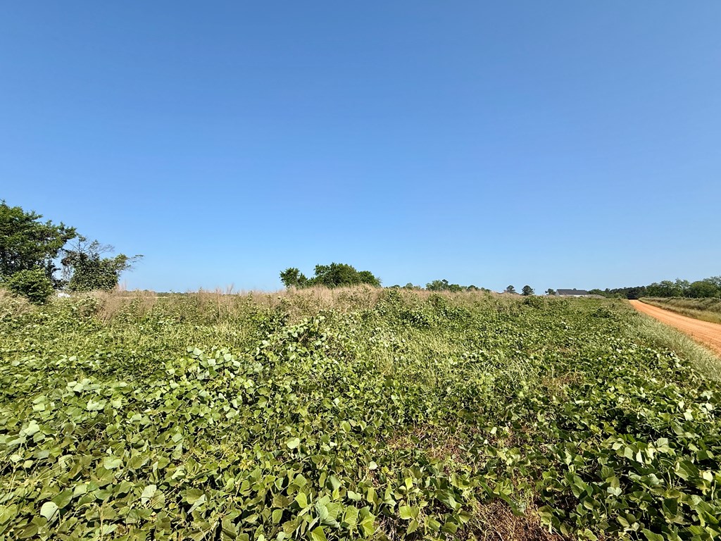 1.0-acre Hollis Dairy Road Newton, AL 36352 - Photo 4 of 7