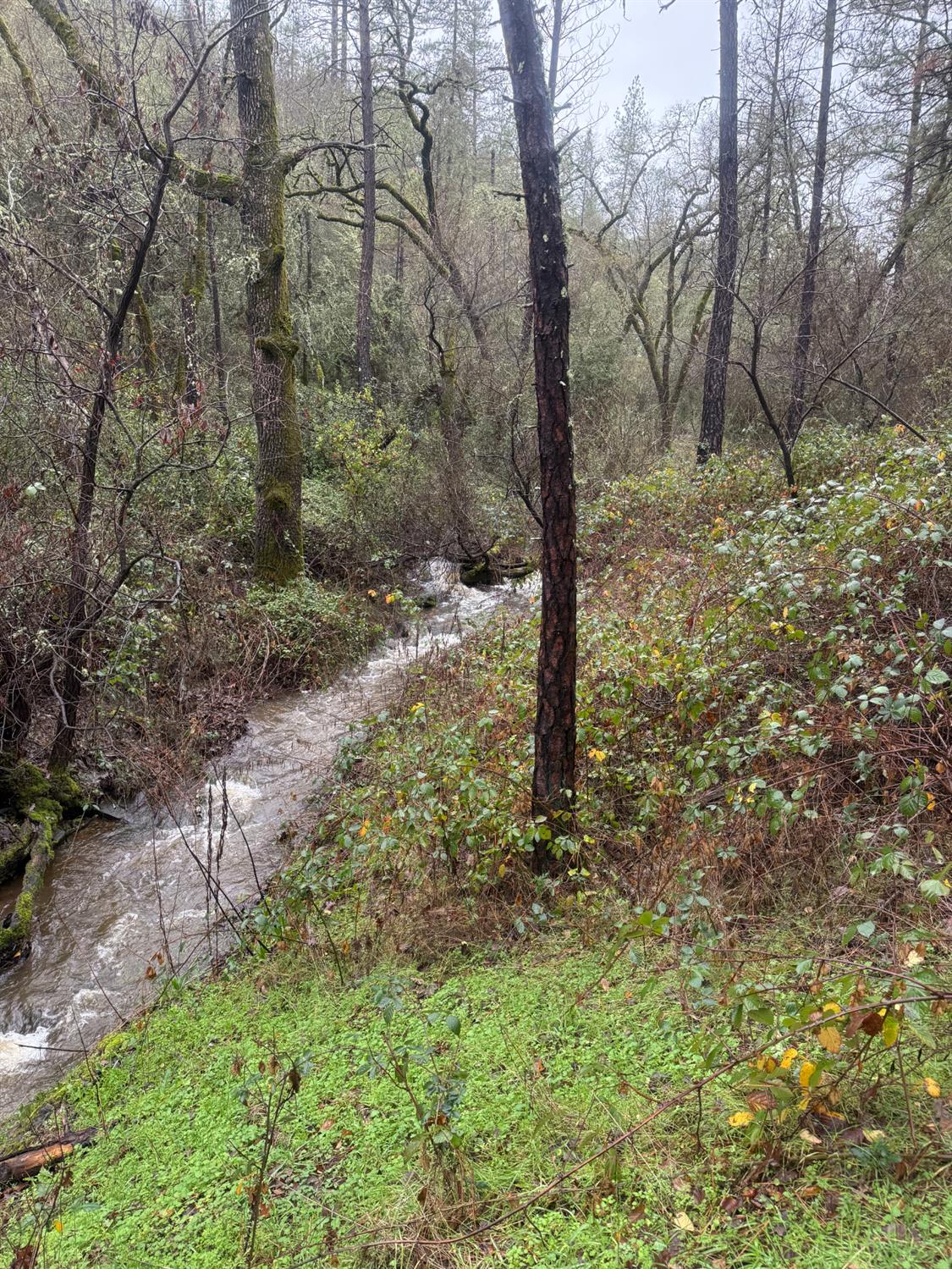 3200 Bird Haven Loop Cool, CA 95614 - Photo 11 of 29 a view of a yard with large trees