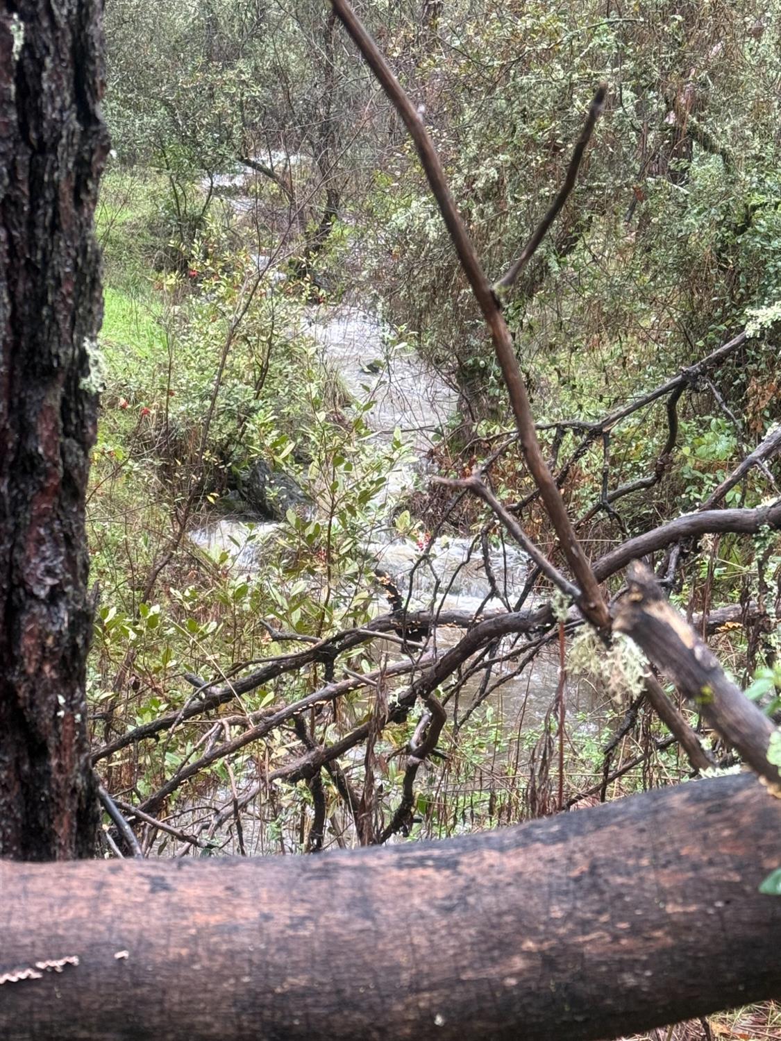 3200 Bird Haven Loop Cool, CA 95614 - Photo 12 of 29 a view of tree space