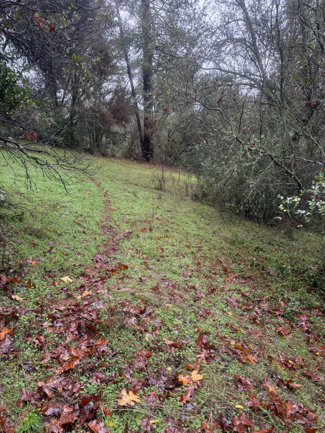 3200 Bird Haven Loop Cool, CA 95614 - Photo 13 of 29 a view of a green field with lots of bushes