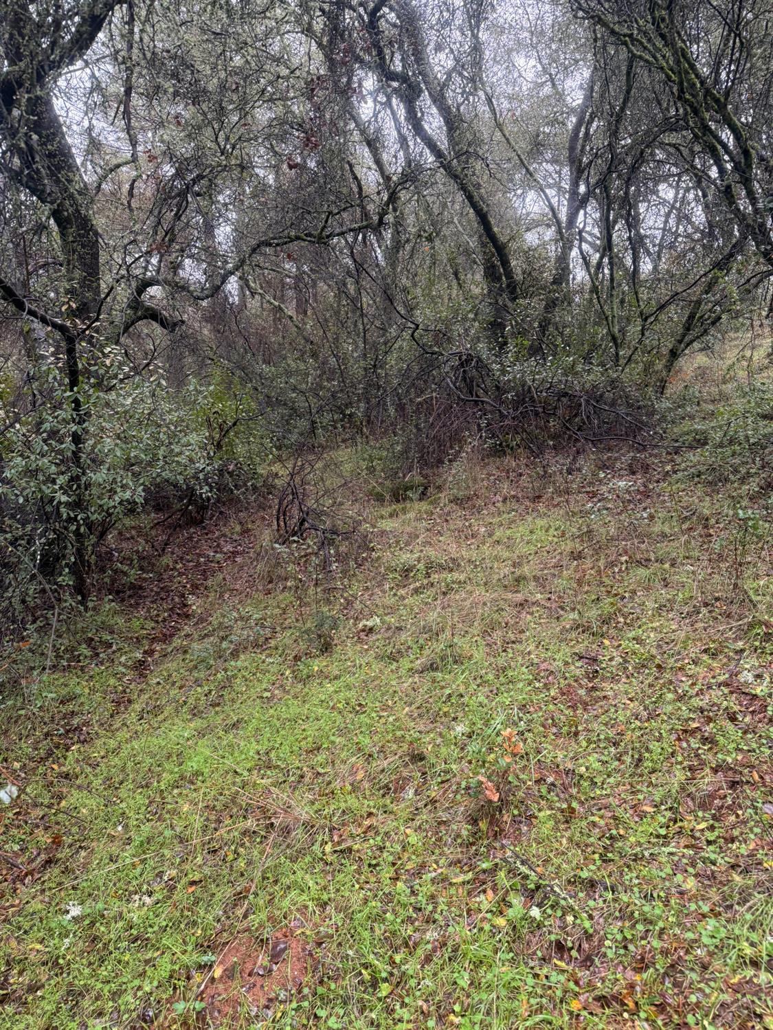 3200 Bird Haven Loop Cool, CA 95614 - Photo 14 of 29 a view of a yard with a tree