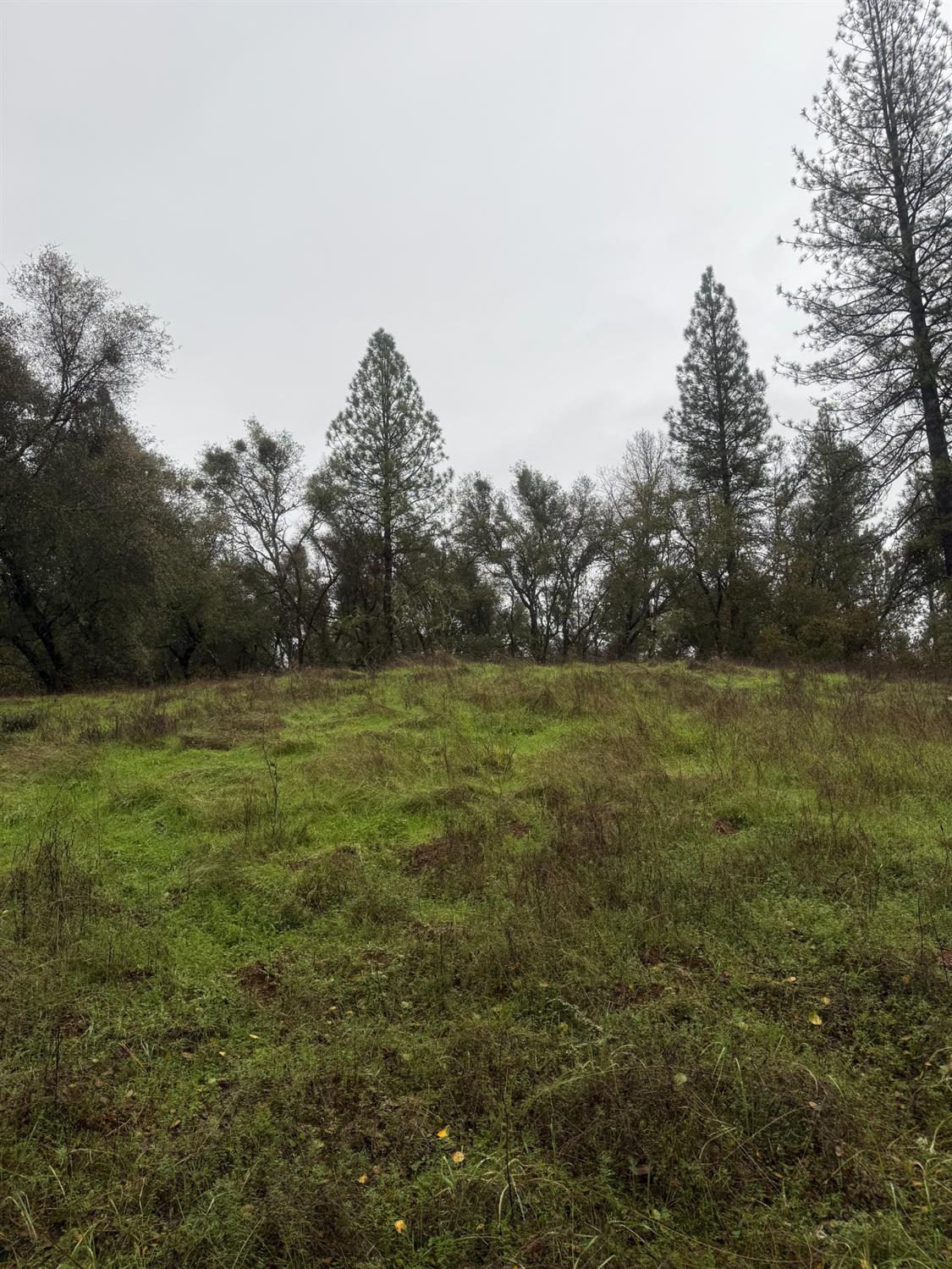 3200 Bird Haven Loop Cool, CA 95614 - Photo 15 of 29 a view of outdoor space with green field and trees all around