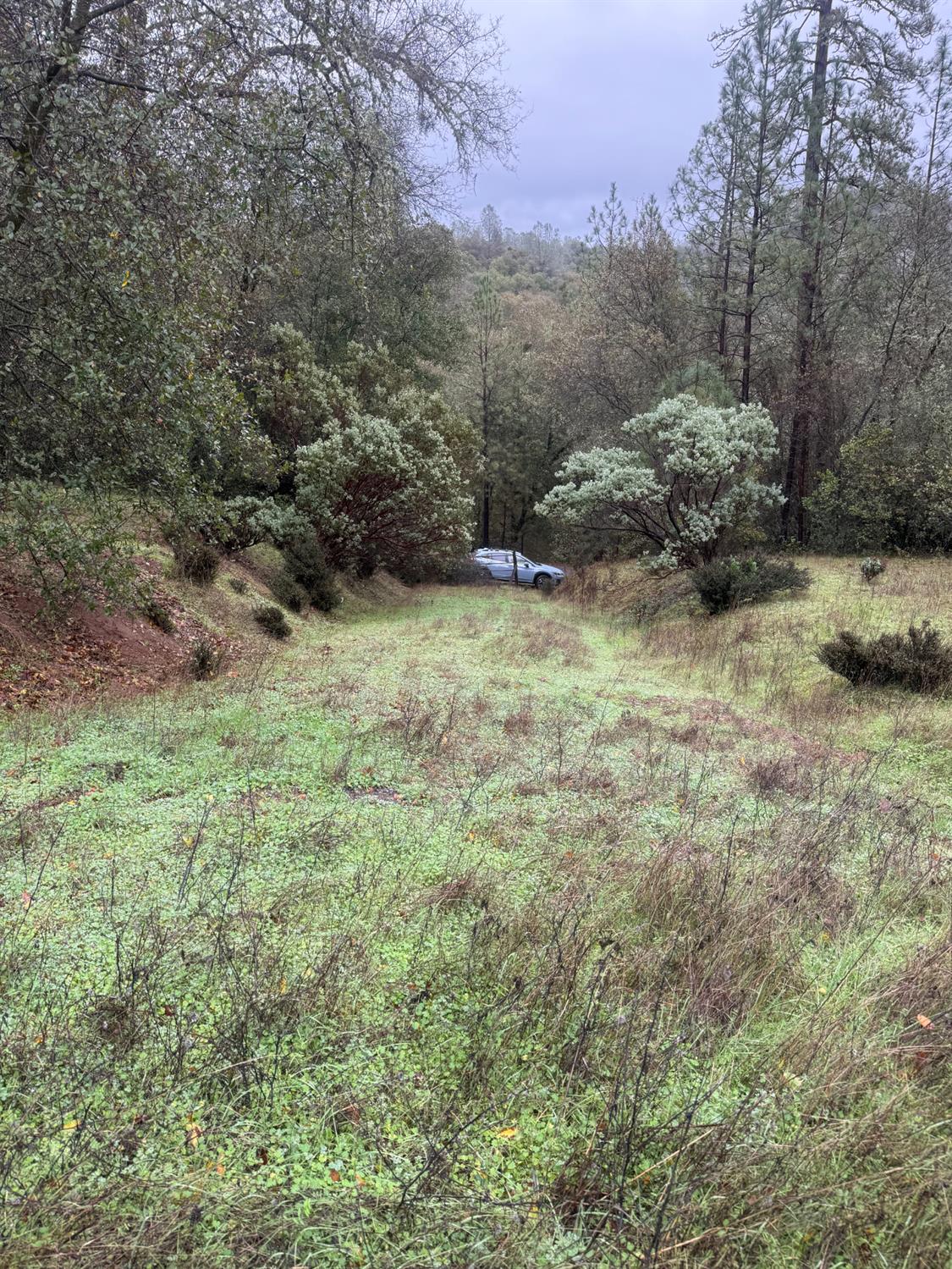 3200 Bird Haven Loop Cool, CA 95614 - Photo 2 of 29 a view of a dry yard with trees