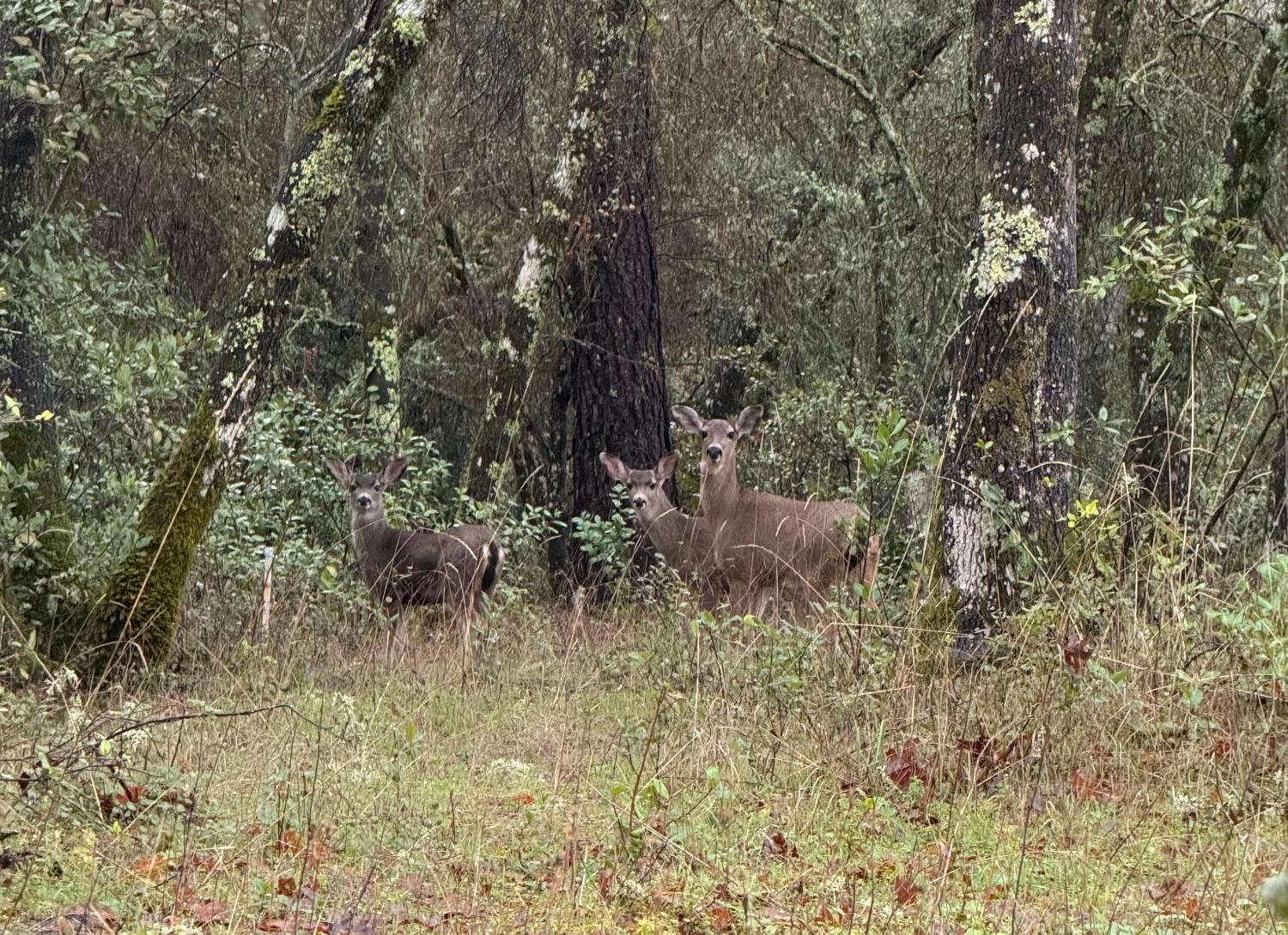 3200 Bird Haven Loop Cool, CA 95614 - Photo 4 of 29 a view of a yard with large trees