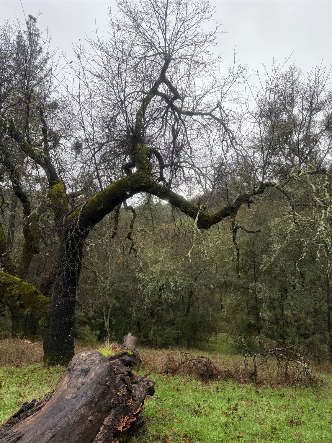 3200 Bird Haven Loop Cool, CA 95614 - Photo 7 of 29 a backyard of a house with lots of green space