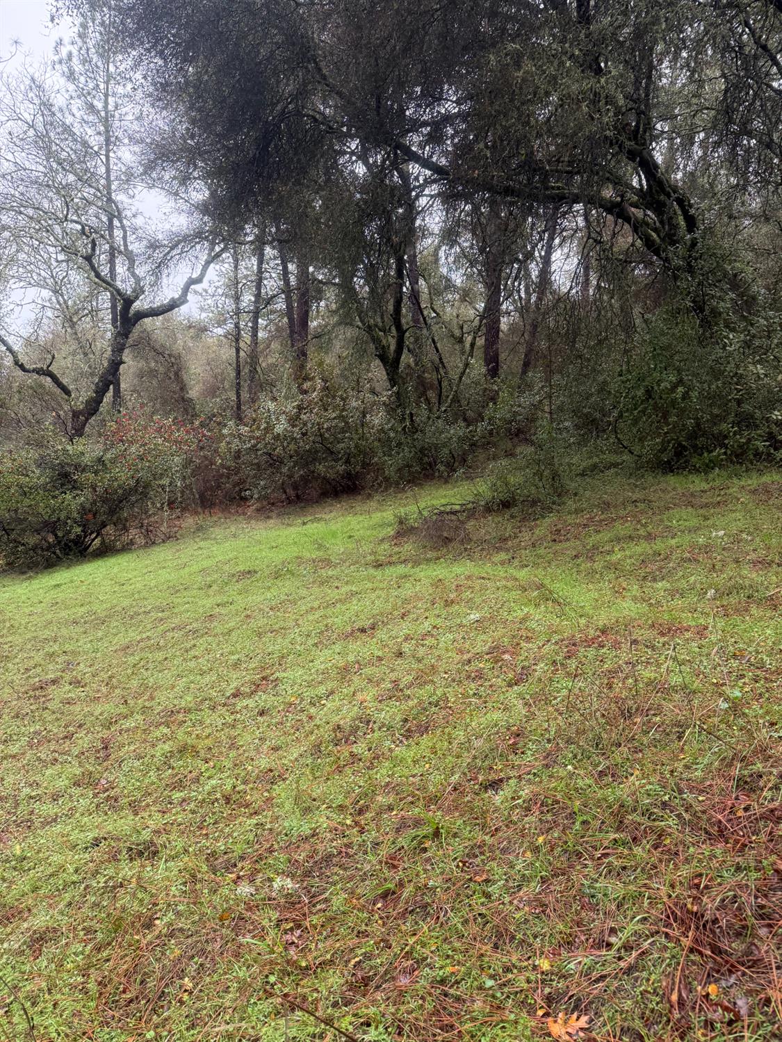 3200 Bird Haven Loop Cool, CA 95614 - Photo 8 of 29 a view of a yard with large trees