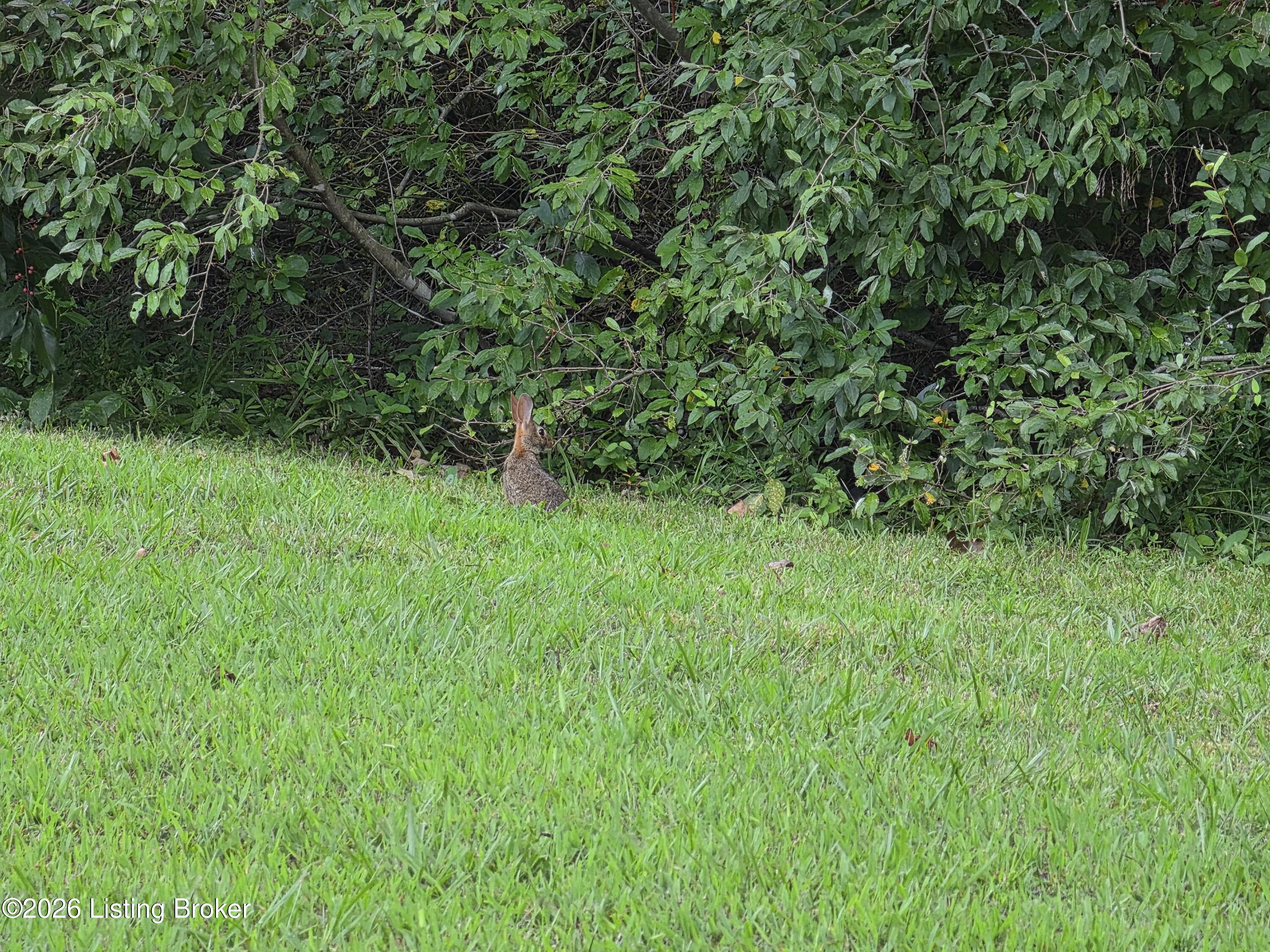 7985 Knifley Road Columbia, KY 42728 - Photo 34 of 41 38893