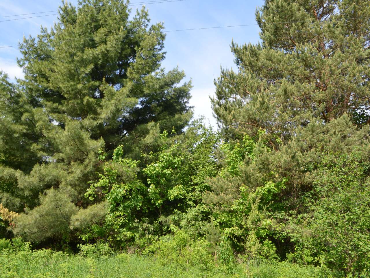 On Ogema-Prentice Road Ogema, WI 54459 - Photo 1 of 20 Gallery Image 1