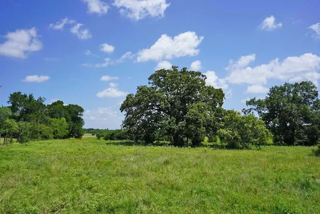 a view of a big yard with plants and large trees