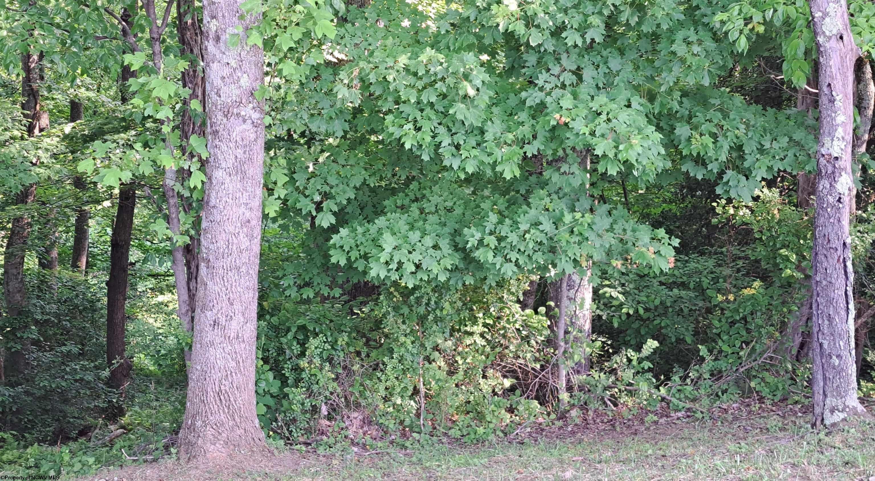 Tbd Lillian Road Philippi, WV 26416 - Photo 10 of 13 Gallery Image 10