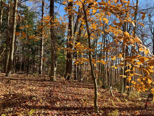 $25,000 | 452 2 Wall Way, Unit M452, Wilmington, VT 05363