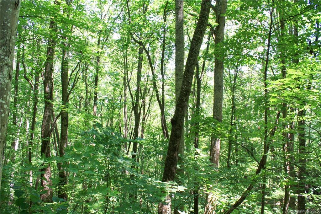 Tbd Seay Road Candler, NC 28715 - Photo 21 of 26 Gallery Image 21