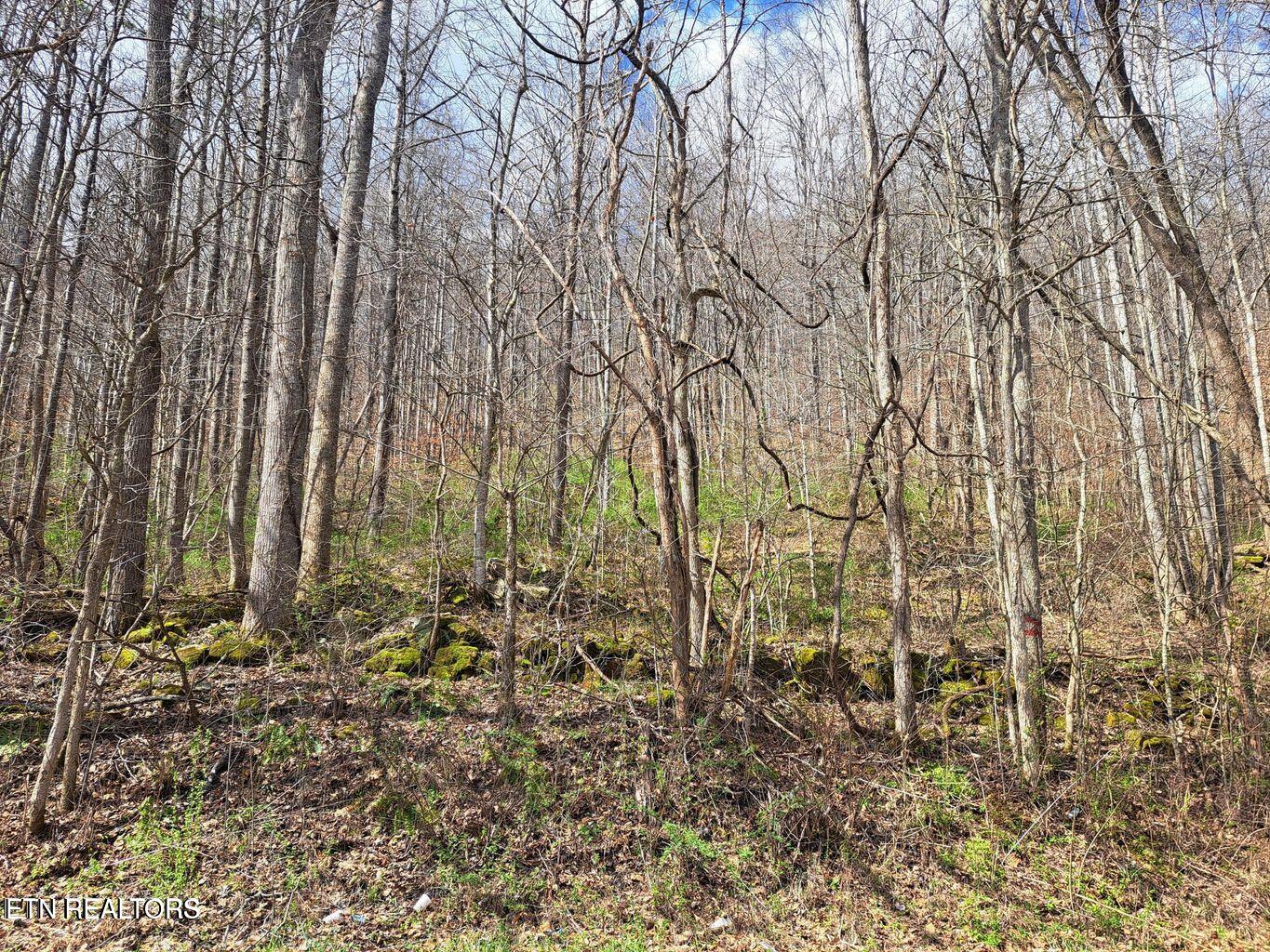 Jakes Branch Road Pioneer, TN 37847 - Photo 16 of 16 20240318172844561973000000-o