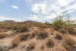 a view of a bunch of trees