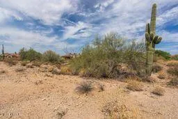 a view of a dry yard covered with trees