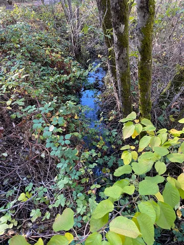 a picture of flowers