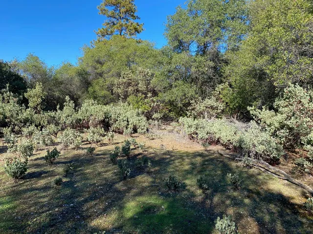 a view of a yard with a tree