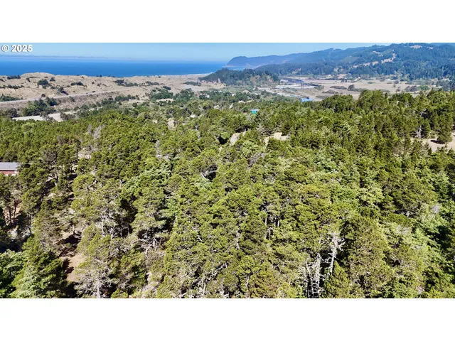 a black and white photo of a forest